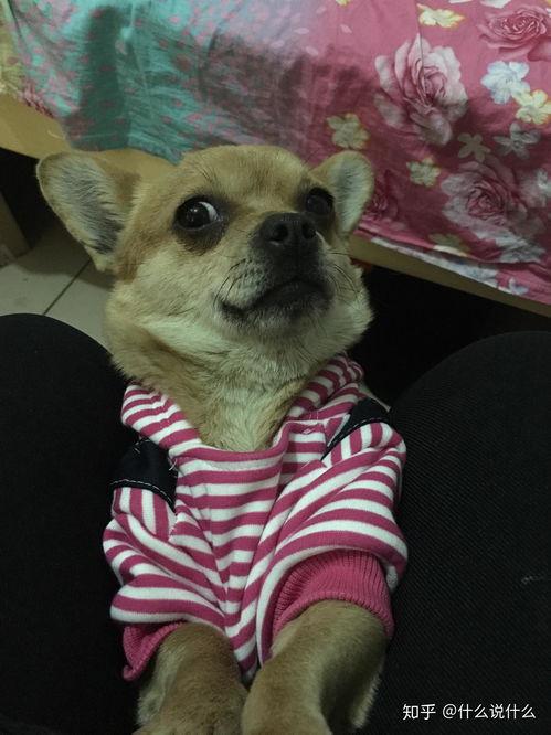 狗 生无可恋 表情包,萌宠表情包背后的心酸故事