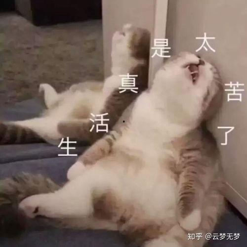 表情包中的孩纸,表情包中的孩纸魅力